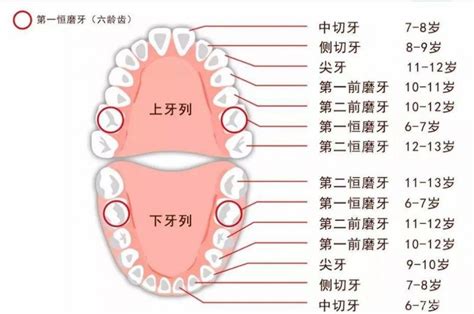 人有多少牙|成人多少颗牙正常